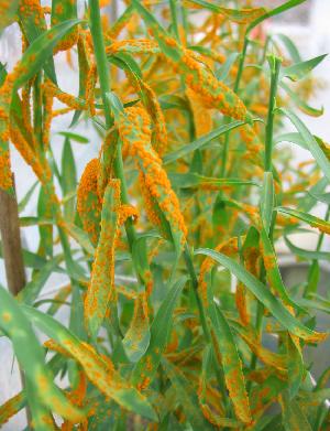 Melampsora lini infection of flax