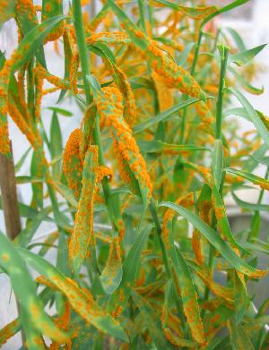 Photo of Melampsora lini CH5 haplotype H v2.0