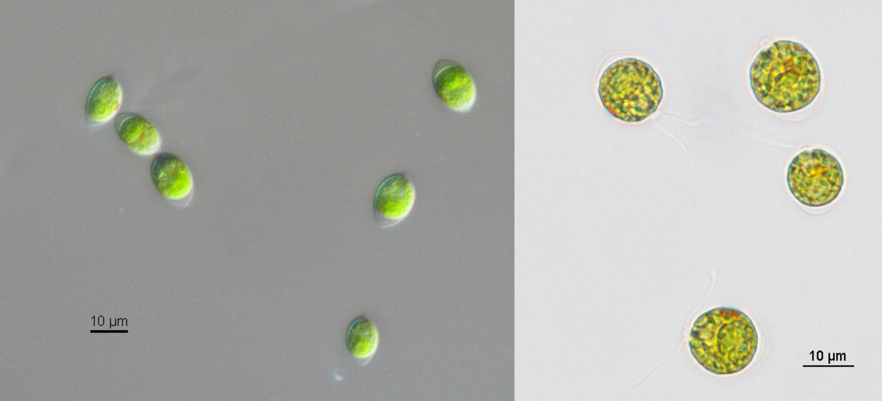 Microglena sp. YARC