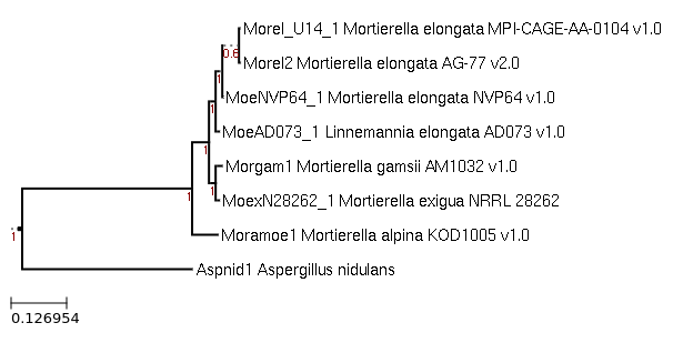 Photo of Linnemannia exigua NRRL 28262