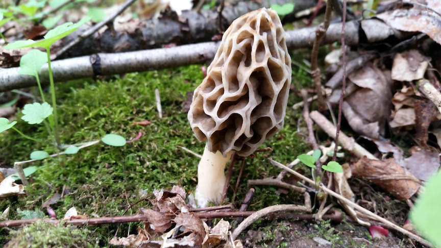 Photo of Morchella diminutiva Mes-2 v1.0