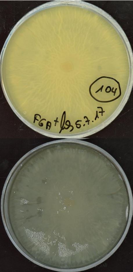 Mortierella elongata MPI-CAGE-AA-0104 growing in the lab. Images by Stéphane Hacquard.