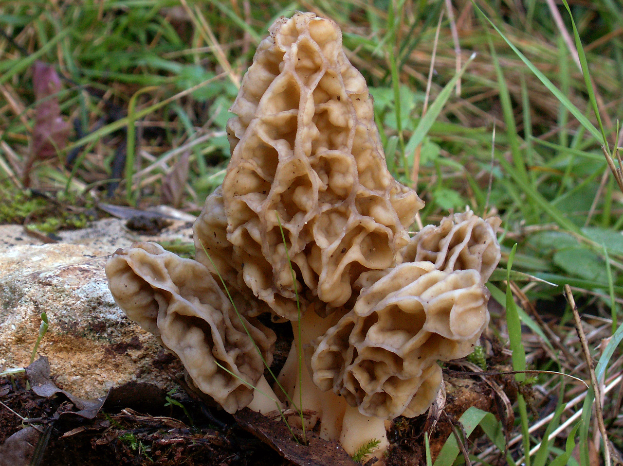 Photo of Morchella galilaea PhC 278 v1.0