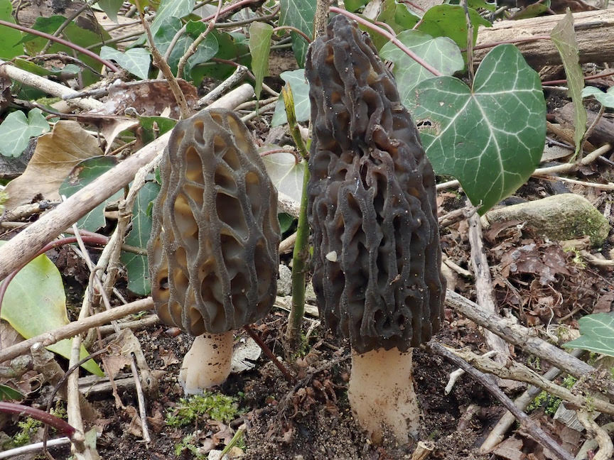 Photo of Morchella pulchella Mel-31 v1.0