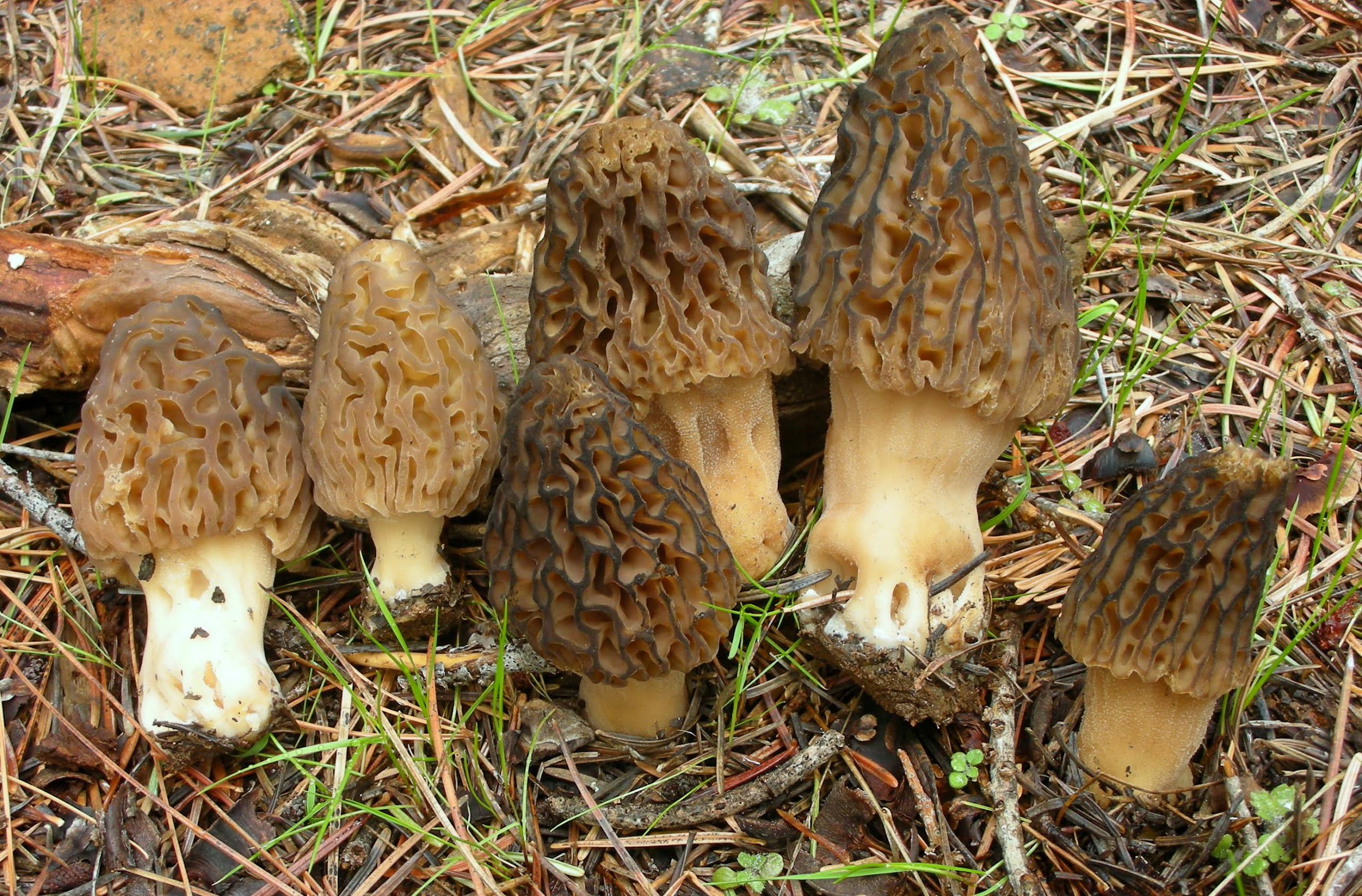 Morchella snyderi