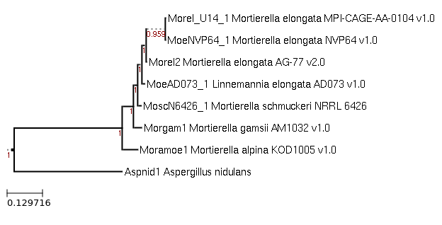 Photo of Linnemannia schmuckeri NRRL 6426