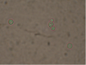 Cells of Mrakia frigida