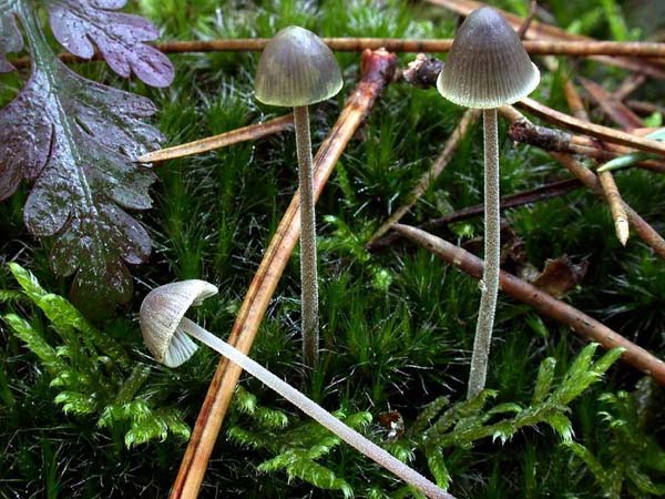 Mycena amicta