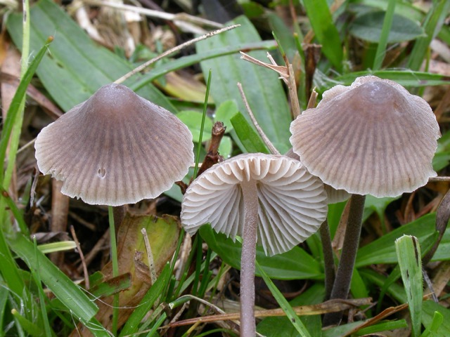 Mycena leptocephala