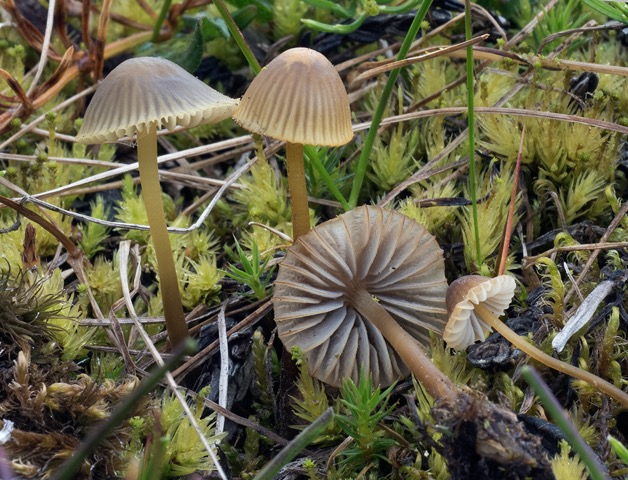 Mycena olivaceomarginata