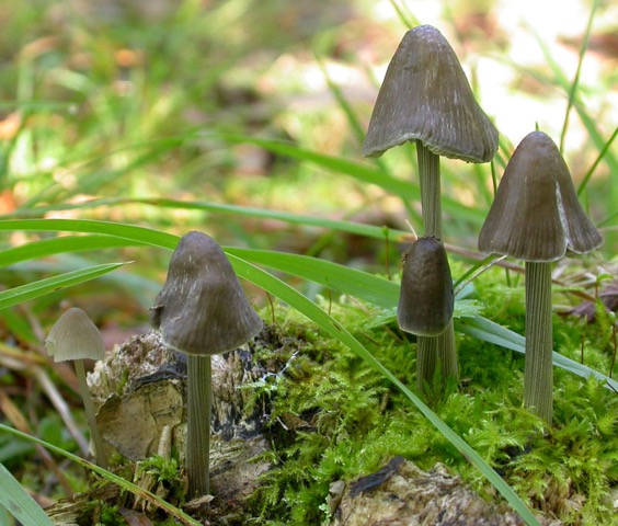 Mycena polygramma