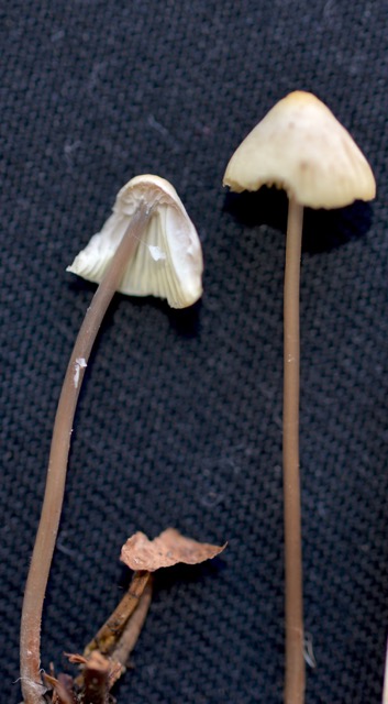 Mycena rebaudengoi