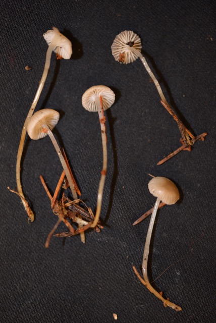 Mycena vulgaris