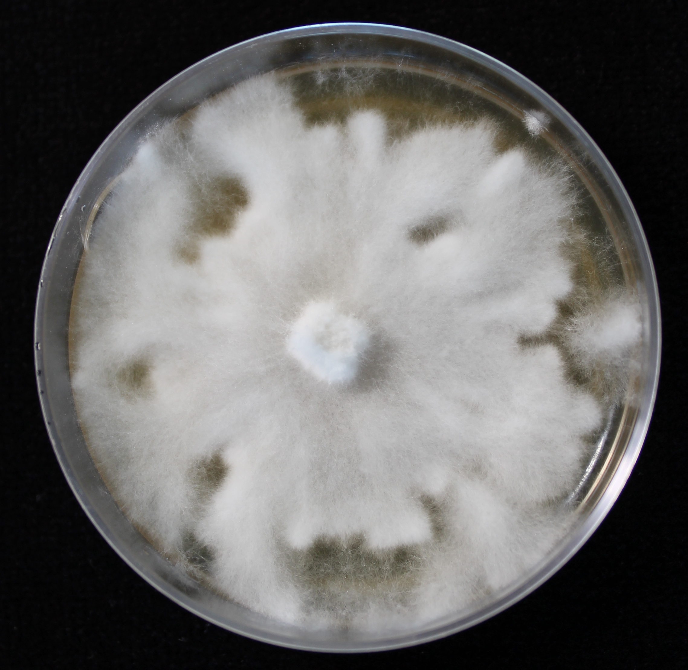 Photo credit: Jana M. U'Ren. Grown on 2% Malt Extract Agar.