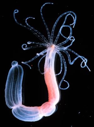 Photo of Nematostella vectensis v1.0