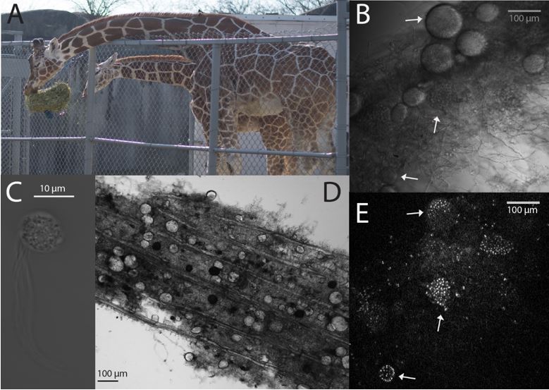 Life stages and host of N. giraffae A) Giraffe host from which N. giraffae was isolated. B) Multiple sporangia (indicated by arrows), demonstrating the predominantly spherical to ovoid structure. C) Spherical zoospores with multiple flagella strewn out. D) Large spherical sporangia growing on corn stover biomass. E) DAPI-stained monocentric sporangia displaying multiple zoospores. Images by Ethan Hillman.