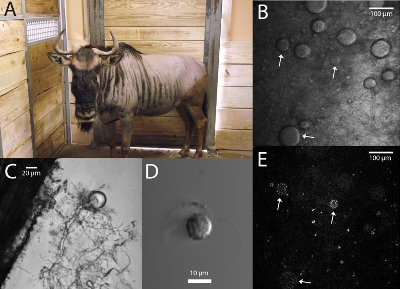 Life stages and host of N. stellae A) Wildebeest host from which N. stellae was isolated. B) Multiple sporangia (indicated by arrows), demonstrating the predominantly spherical to ovoid structure. C) Large spherical sporangium growing on corn stover biomass. D) Spherical zoospores with multiple flagella strewn out. E) DAPI-stained monocentric sporangia displaying multiple zoospore. Images by Ethan Hillman.