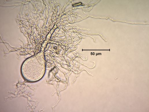 Neocallimastix Constans G3. Photo credit: Tejas Navaratna.