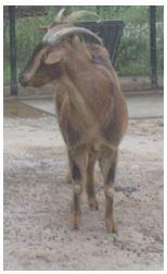 Neocallimastix californiae G1 was isolated from a goat at the Santa Barbara Zoo