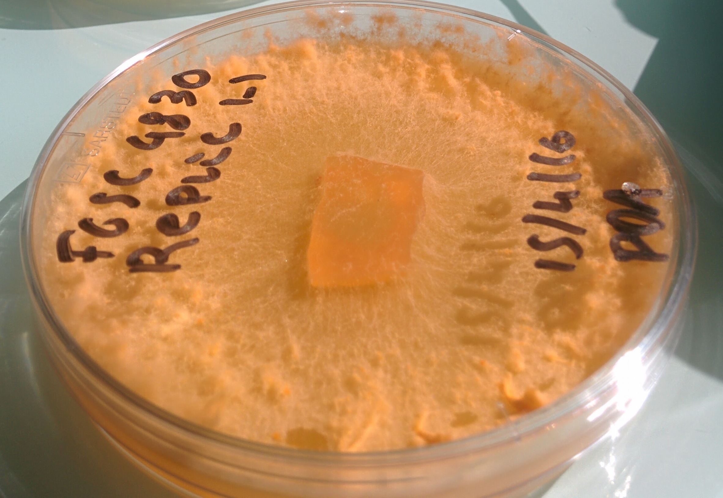 Neurospora crassa clade B FGSC 4830 growing in the lab.