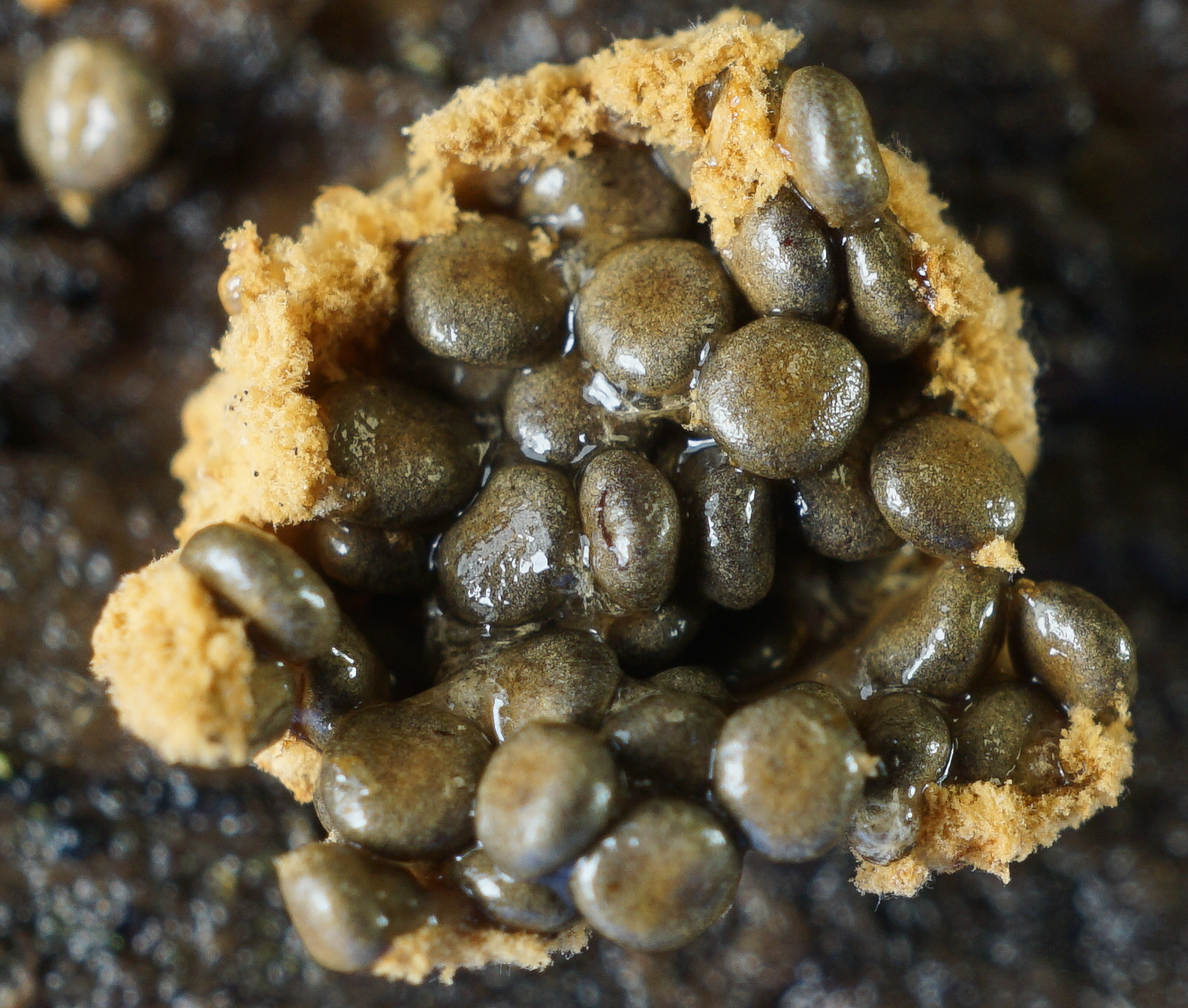 Mature Nidularia sp. with exposed peridioles and partial peridium on decorticated hardwood log (species identification has not been confirmed). The photo was taken by Bill Sheehan on September 10, 2017 in Tallassee Highlands, Georgia, USA