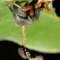 Photo of Ophiocordyceps camponoti-rufipedis Map16