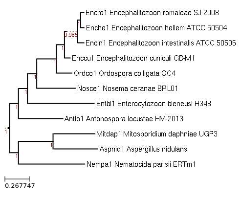 Photo of Ordospora colligata OC4