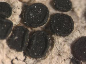 Black apothecia on host surface