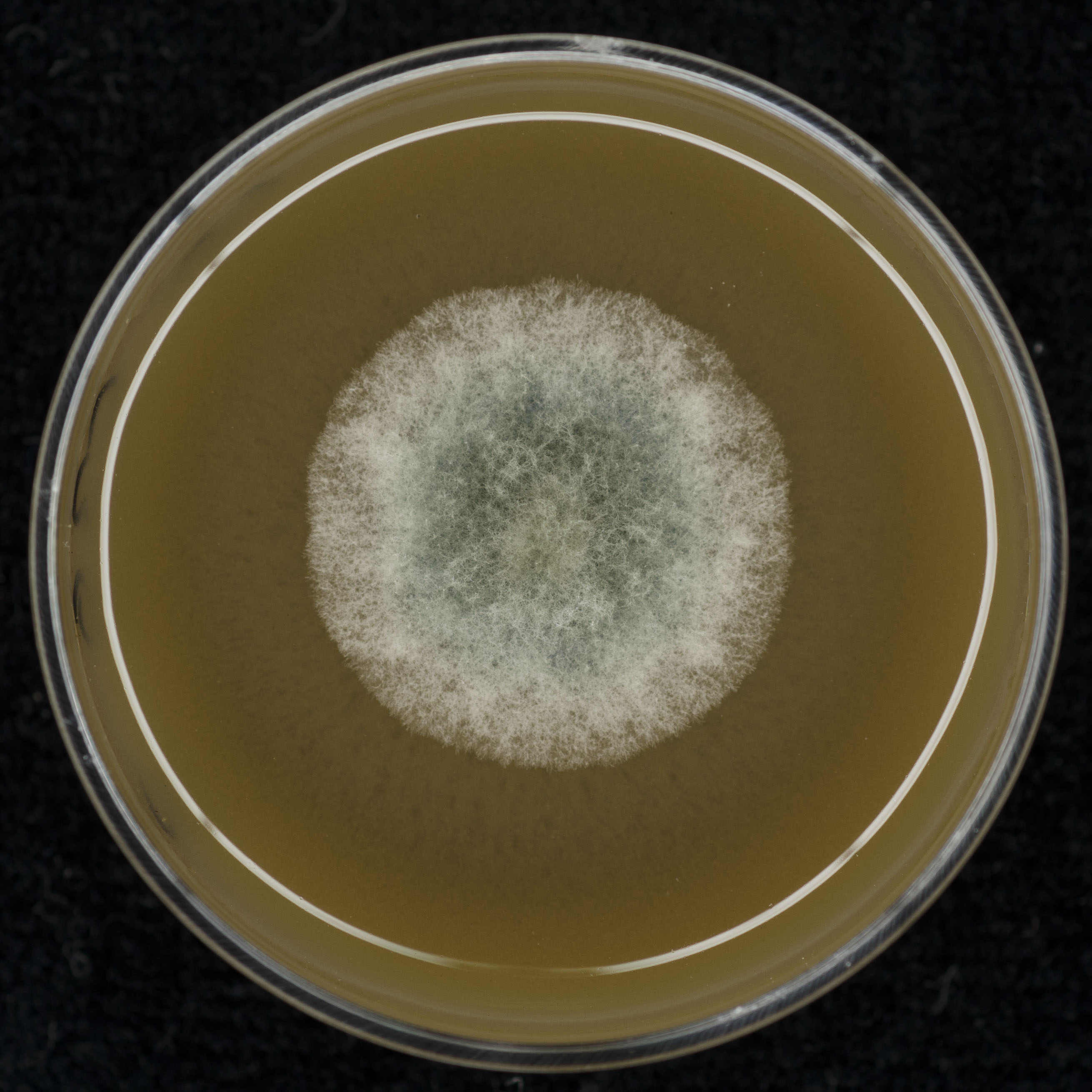 Phyllosticta capitalensis CBS 123374 growing in the lab.