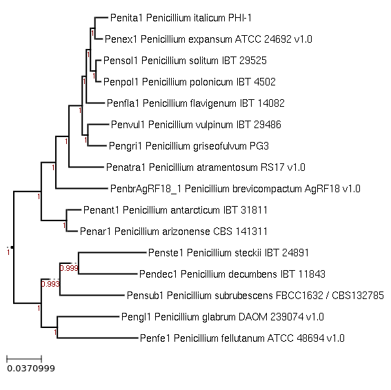 Photo of Penicillium arizonense CBS 141311