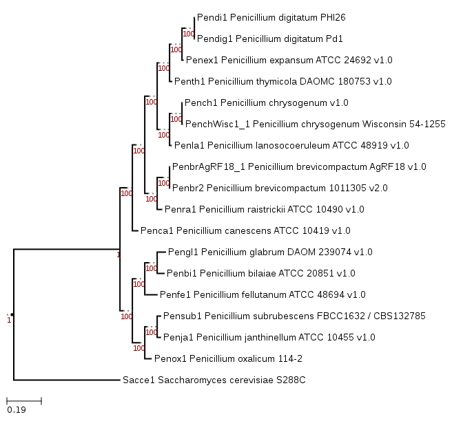 Phylogenetic tree showing position of Penicillium digitatum Pd1
