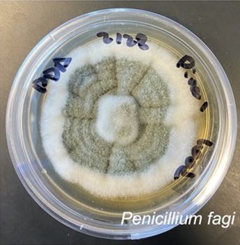 Penicillium fagi P1SB growing on potato dextrose agar. Photo credit: Sara Branco.