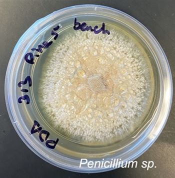 Penicillium sp. P5SB growing on potato dextrose agar. Photo credit: Sara Branco.