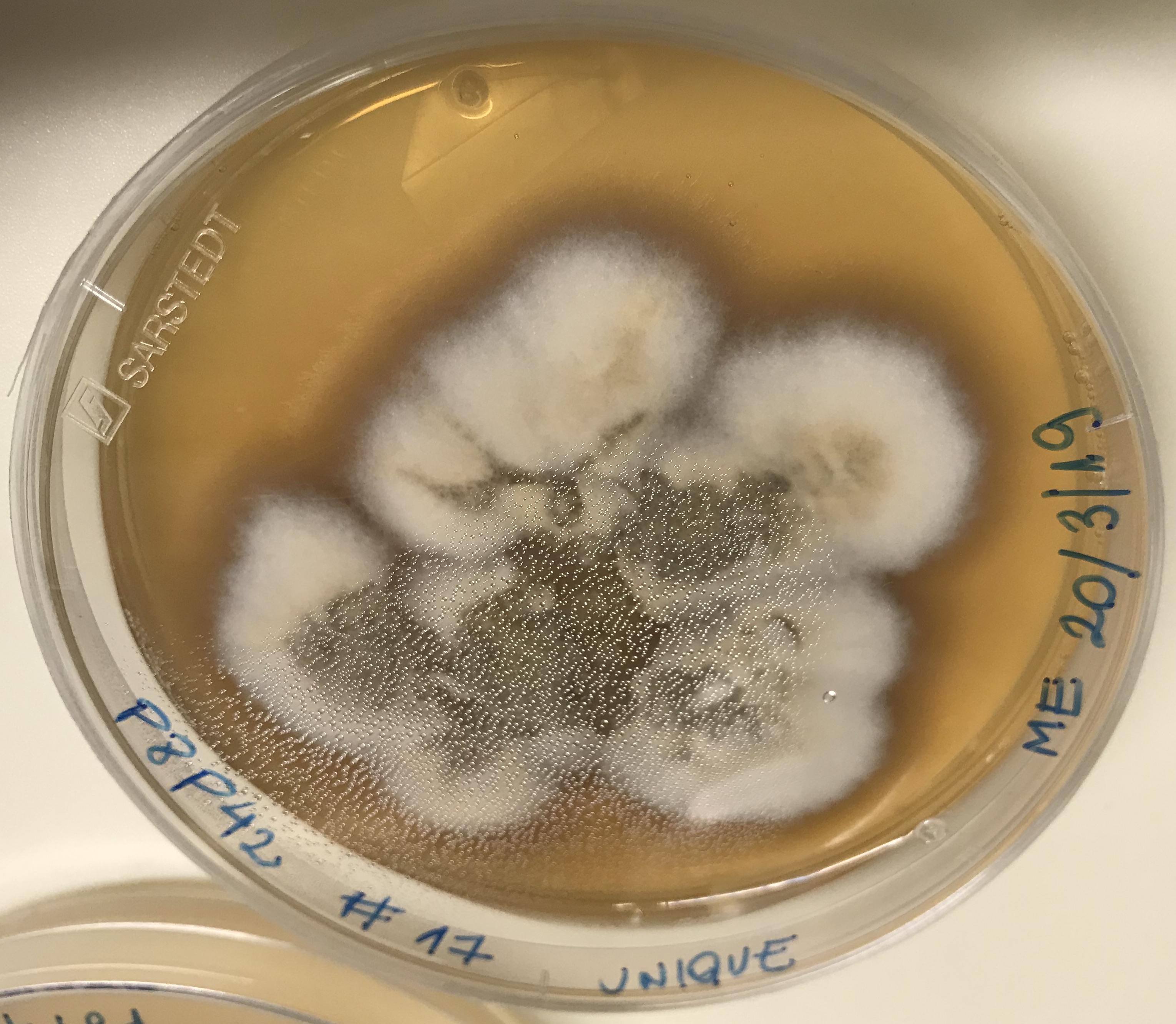 Helotiales isolate P8P42 growing in the lab.