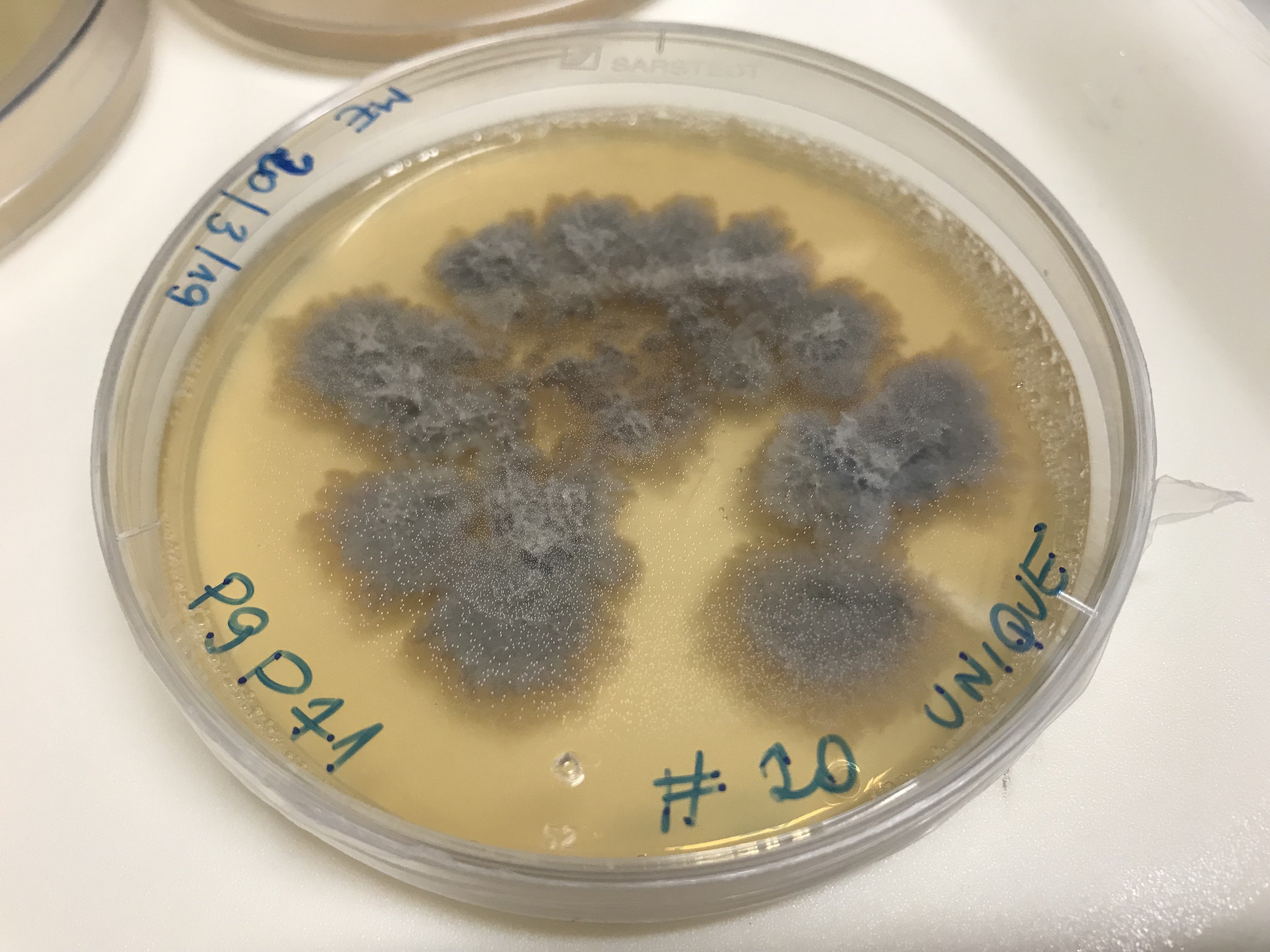 Helotiales isolate P9P71 growing in the lab.