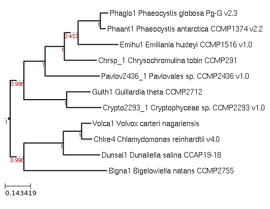 Photo of Phaeocystis antarctica CCMP1374 v2.2