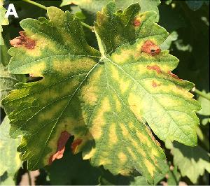 Interveinal necrosis and tiger-striping caused by Esca pathogens.