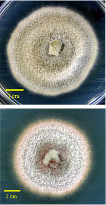 Phoma tracheiphila on PDA