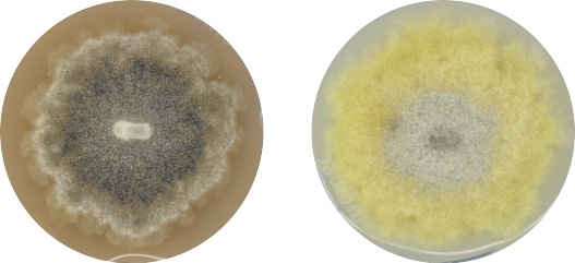 P. paracitricarpa on soy bean hulls (left) and rice bran (right).