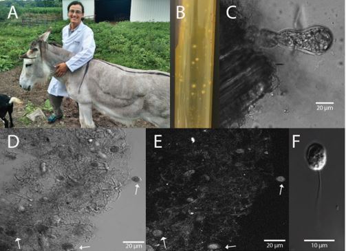 A) Donkey host from which UH3-1was isolated. B) Roll tube used to
isolate individual axenic cultures of UH3-1. C) Individual mature
sporangia on corn stover (left) displaying ovoid structure. D)
Multiple sporangia, demonstrating the predominantly spherical to
ovoid structure; arrows indicate individual sporangia in
rhizomycelial network. E) DAPI stain indicating the monocentric
nature as zoosporatic nuclei are contained with the sporangia. F)
Uniflagellated zoospore of UH3-1 Photo credit: Ethan Hillman,
Purdue University (Adapted from <a
href="https://biotechnologyforbiofuels.biomedcentral.com/articles/10.1186/s13068-018-1292-8">Hooker 
et. al., 2018</a>) used under a <a
href="https://creativecommons.org/licenses/by/4.0/">Creative Commons
Attribution 4.0</a> License.