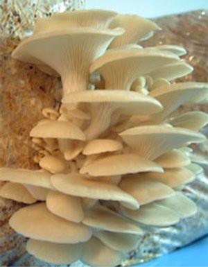 Photo of Pleurotus ostreatus PC15 v2.0