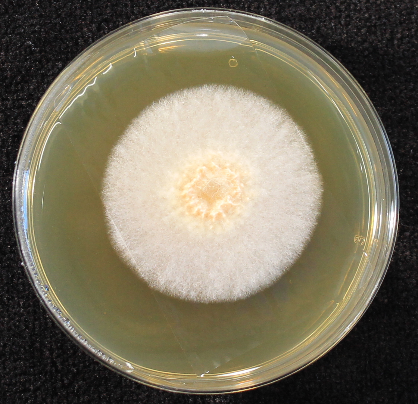 Photo credit: Jana M. U'Ren. Grown on 2% Malt Extract Agar.