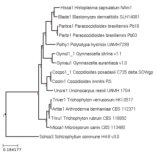 FastTree for Polytolypa hystricis UAMH 7299