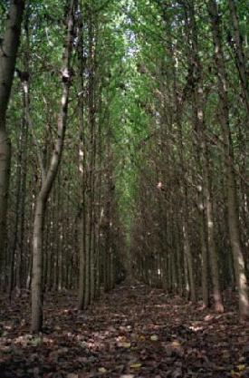 Photo of Populus trichocarpa v1.1