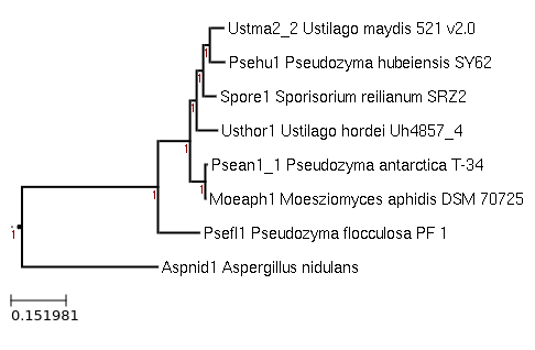 The species tree image of Pseudozyma
flocculosa PF-1 and related species