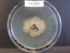 Pseudomassariella vexata on YM agar.