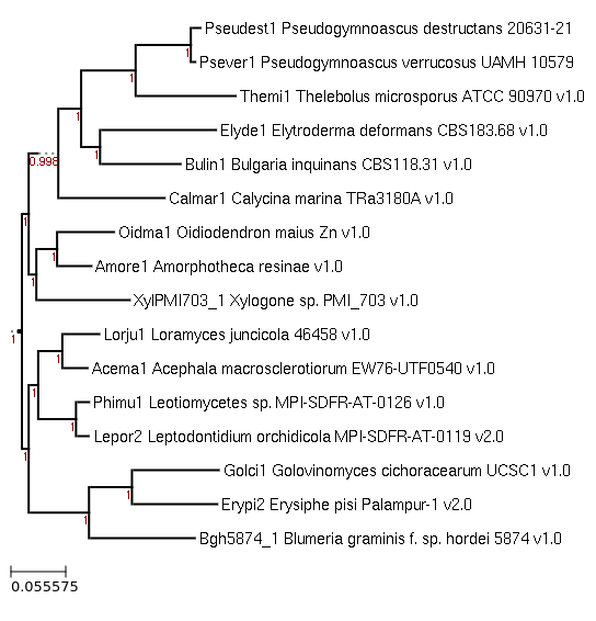 FastTree for
Pseudogymnoascus verrucosus UAMH 10579