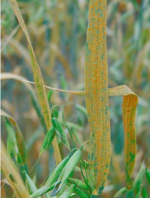 Puccinia coronata f. sp. avenae infection in cultivated oat. Image
provided by Dr. Melania Figueroa.