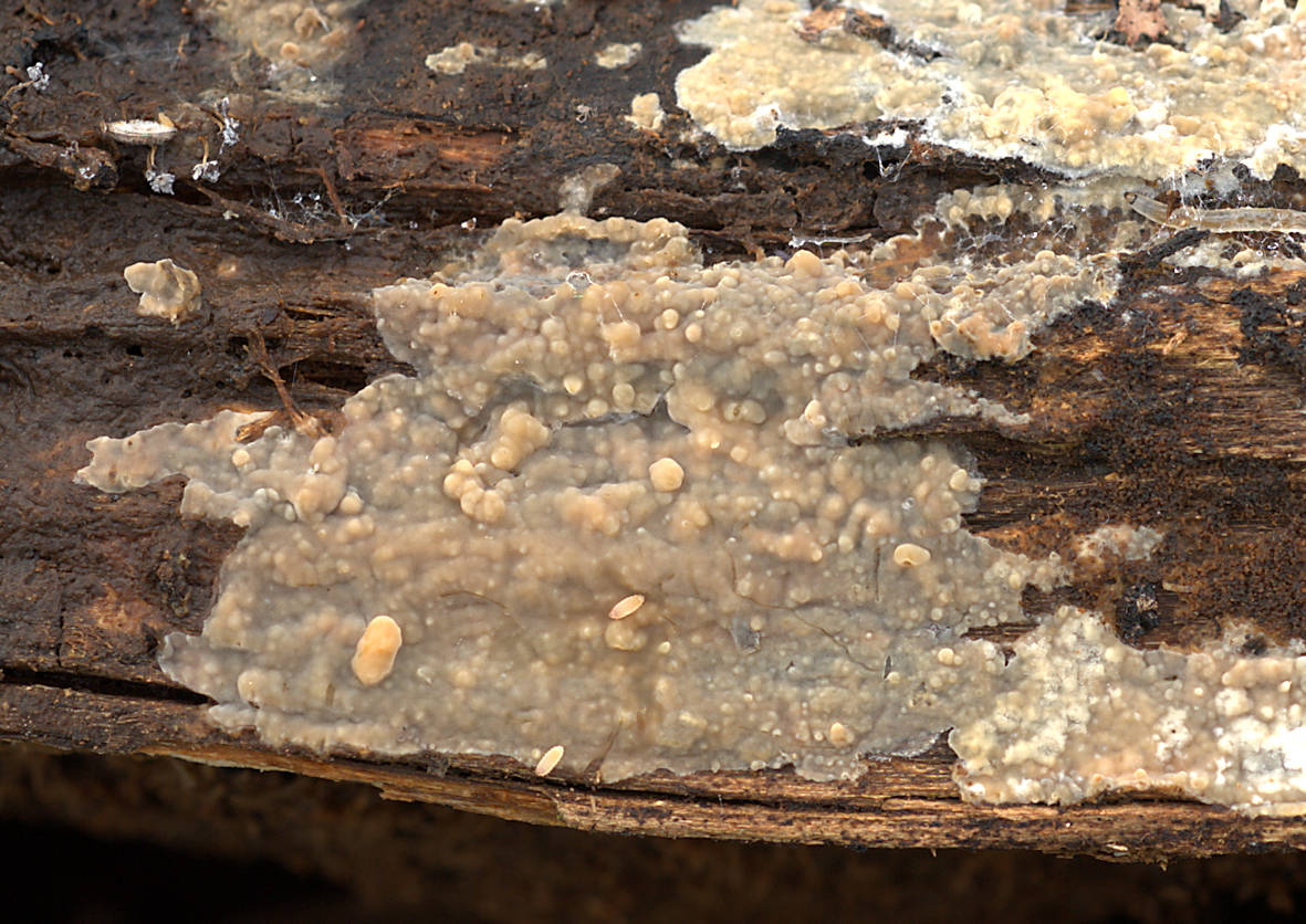 Radulomyces confluens fruiting body