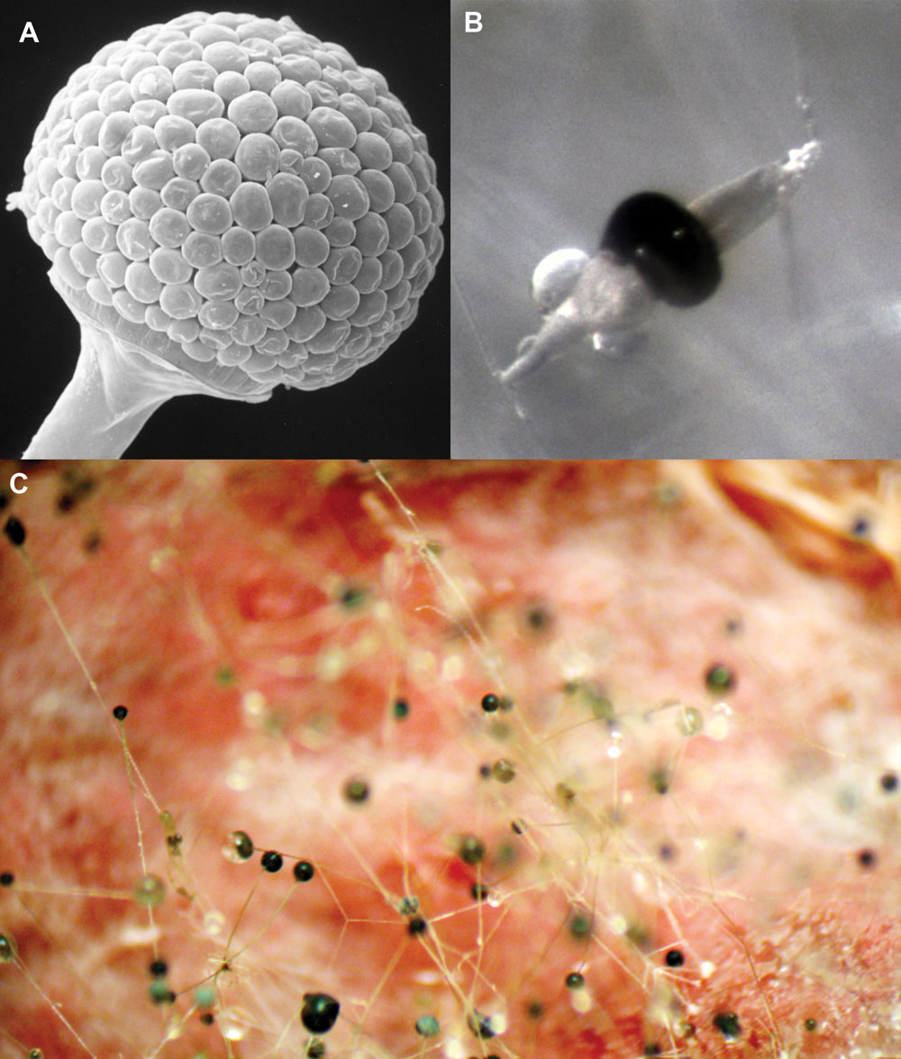 A) Electron Micrograph of Rhizopus stolonifer asexual sporangia (image by K. O'Donnell). B) A mature zygosporangium of R. stolonifer, the sexual reproductive structure that forms after (+) and (-) mating types fuse. Meiotic zygospores are produced from this developmental stage. (image by J.E. Stajich). C) R. stolonifer growing on a strawberry demonstrating a mixture of mature (dark) and immature (white) sporangia (image by D. Carter-House).